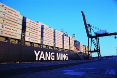 YANG-MING-LINE-8